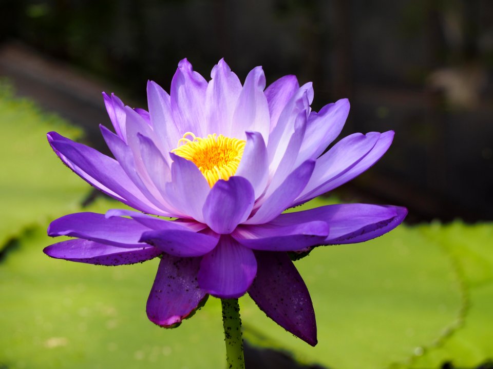 Kew Gardens 14 July 2018 023