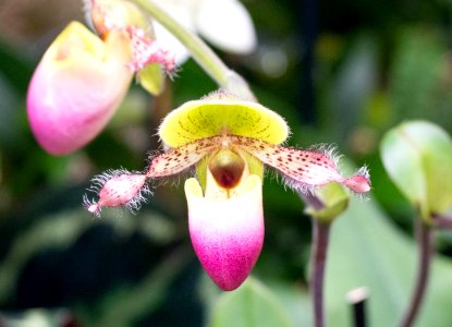 Kew Orchids March 2018 016