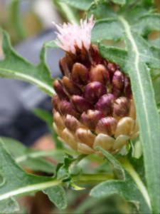 Kew Gardens 17 June 2018 184
