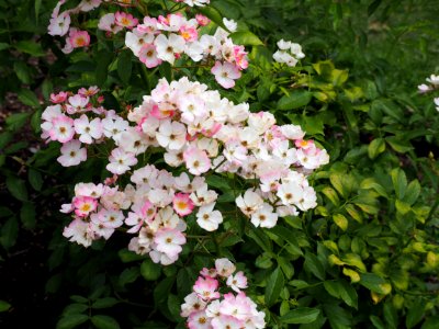 Kew Gardens 14 July 2018 011