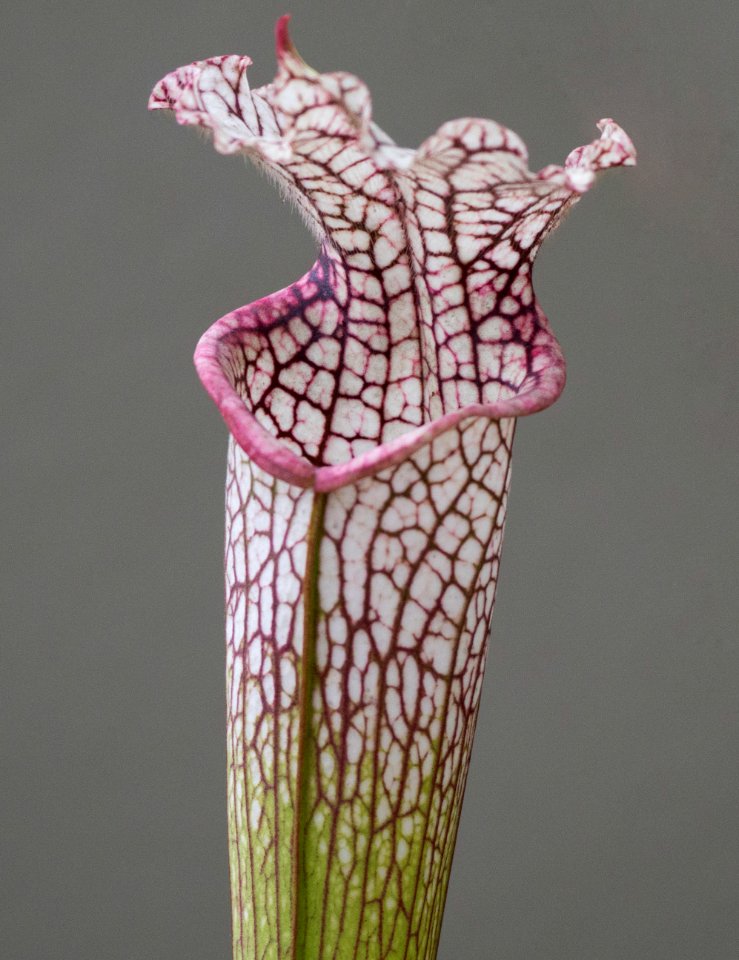 Kew Orchids March 2018 089