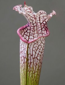 Kew Orchids March 2018 089