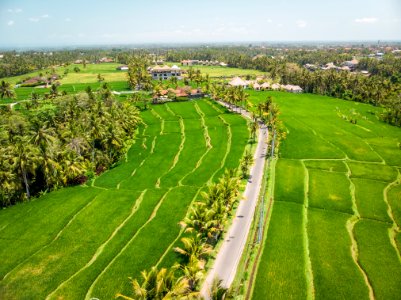 Drone view of rice plantation on bali island with path to walk around and palms. photo