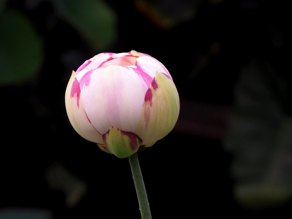 Kew Gardens 14 July 2018 081