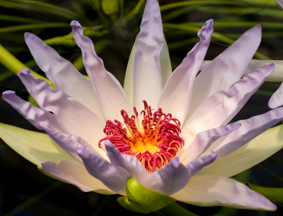 Kew Gardens 28 May 2018  055