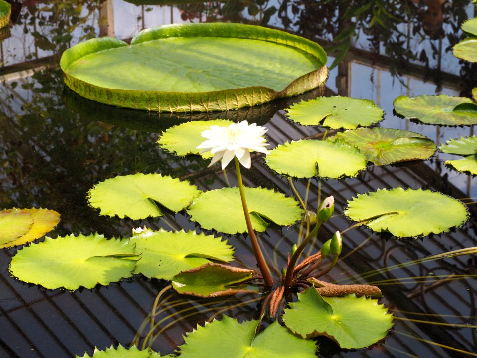 Kew Gardens 7 July 2018 015