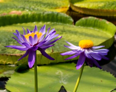 Kew Gardens 28 May 2018  060