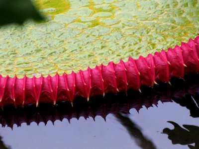 Kew Gardens 17 June 2018 144