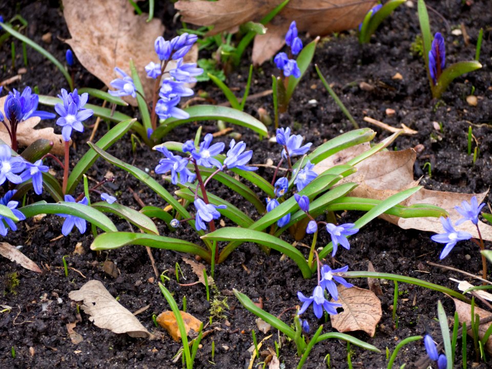 Kew Orchids March 2018 002