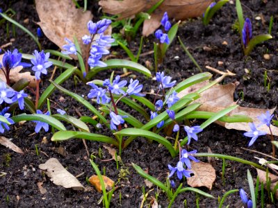 Kew Orchids March 2018 002