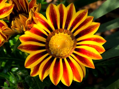 Kew Gardens 28 May 2018  022