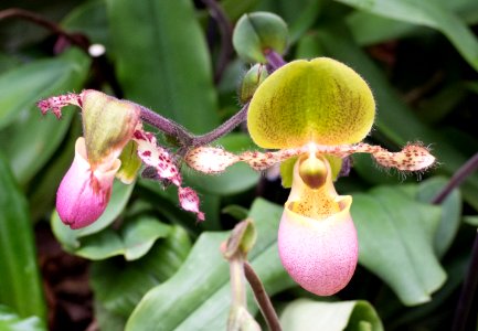 Kew Orchids March 2018 017