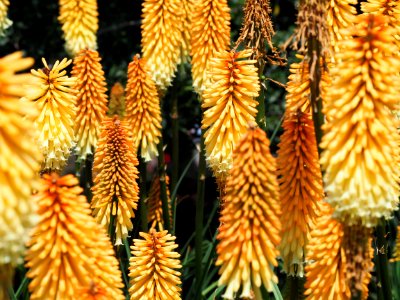 Kew Gardens 7 July 2018 023