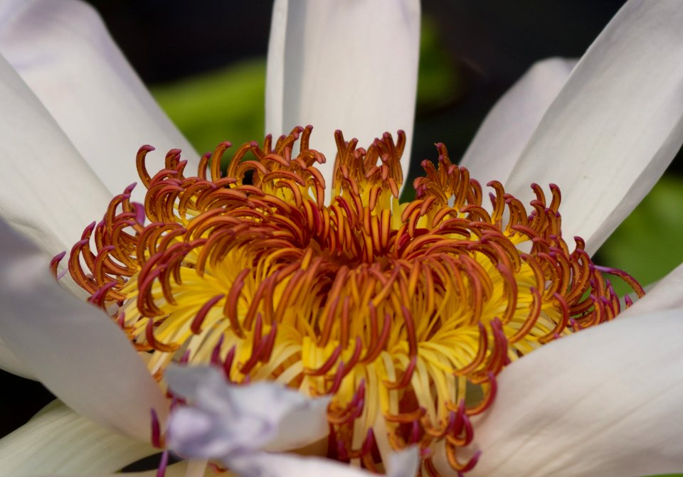 Kew Gardens 28 May 2018  054