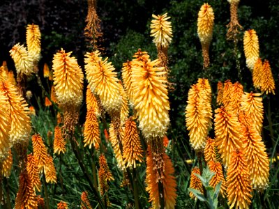 Kew Gardens 7 July 2018 024