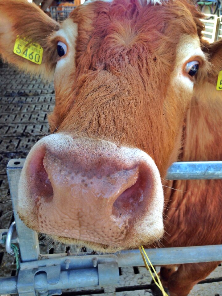Smell eyes foot