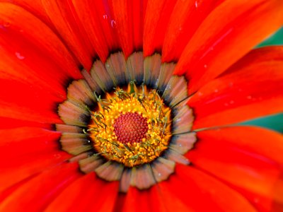 Kew Gardens 28 May 2018  018