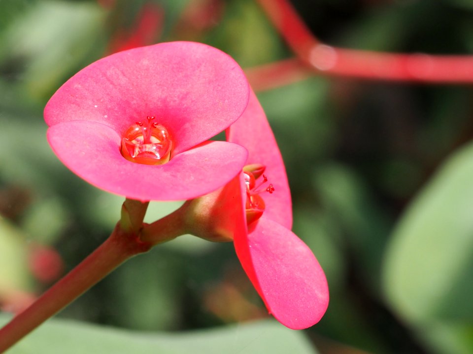 Kew Gardens 14 July 2018 062