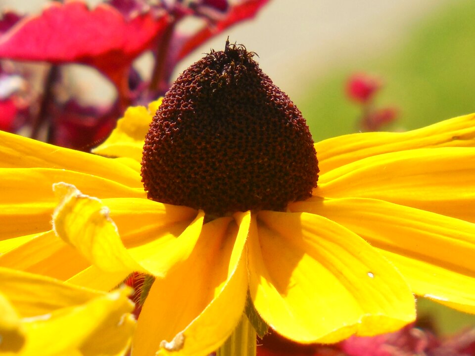 Black-eyed susan summer