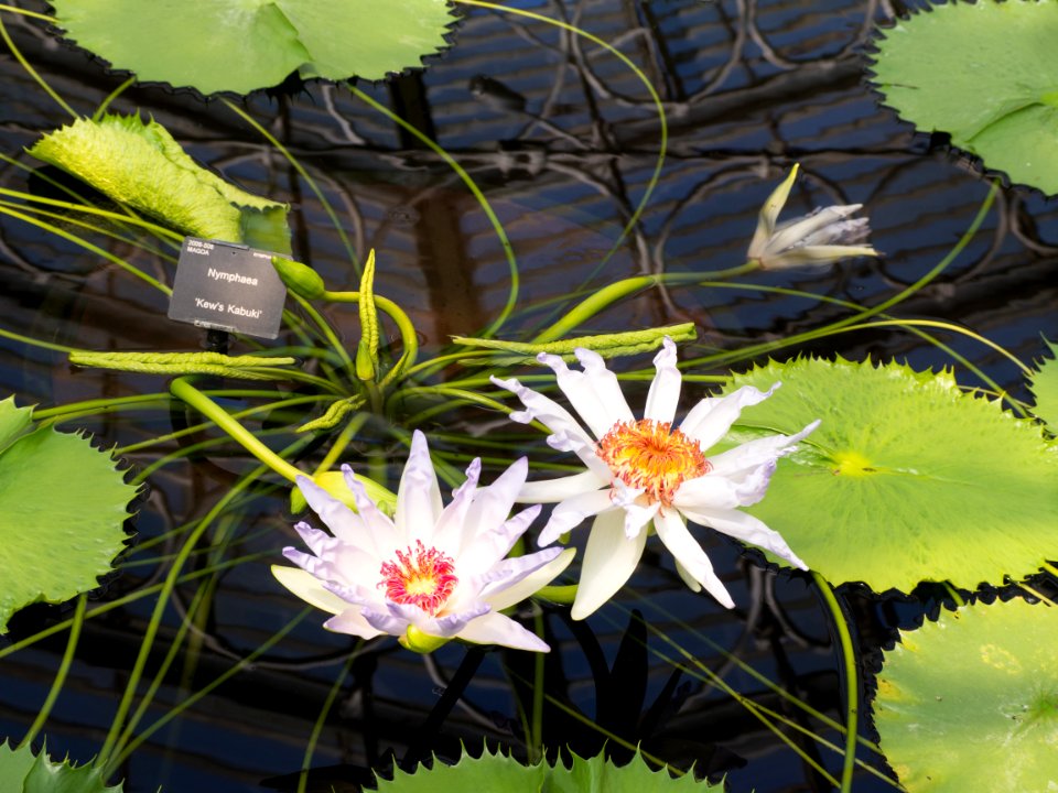 Kew Gardens 28 May 2018  053
