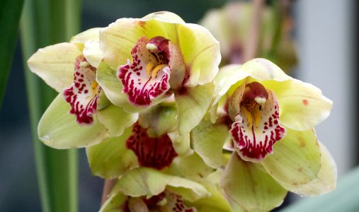 Kew Orchids March 2018 026