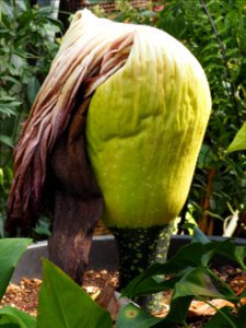 Kew Gardens 7 July 2018 037