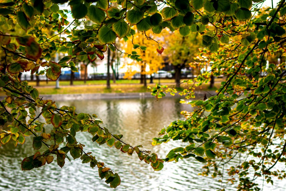 Fall pond in the park, Moscow, Russia. photo