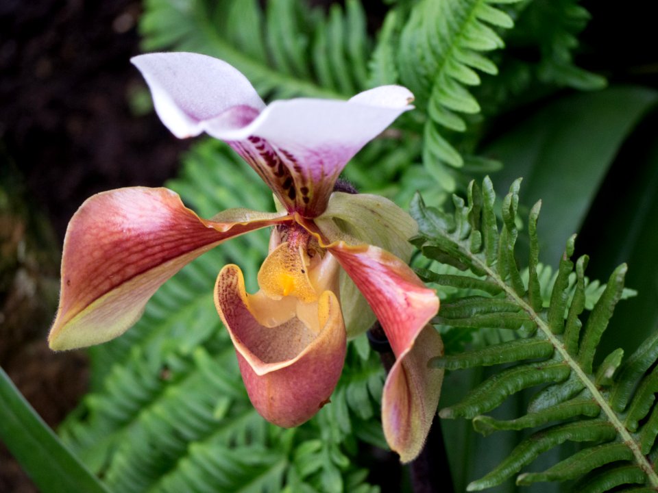 Kew Orchids March 2018 053