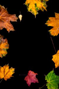 Autumn leaves on a black background photo