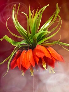 Bloom plant orange