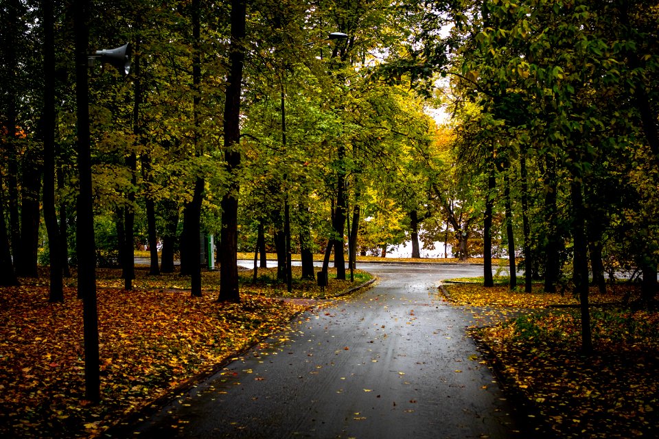 Fall forest