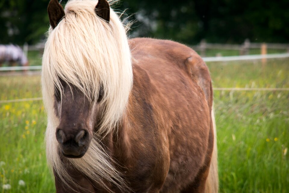 Blond brown curious