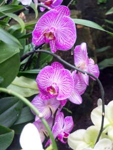 Kew Orchids March 2018 009 photo