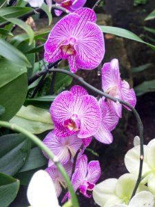 Kew Orchids March 2018 009