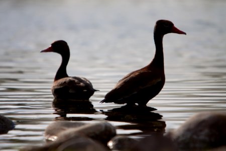 Black-bellied Whistling Ducks