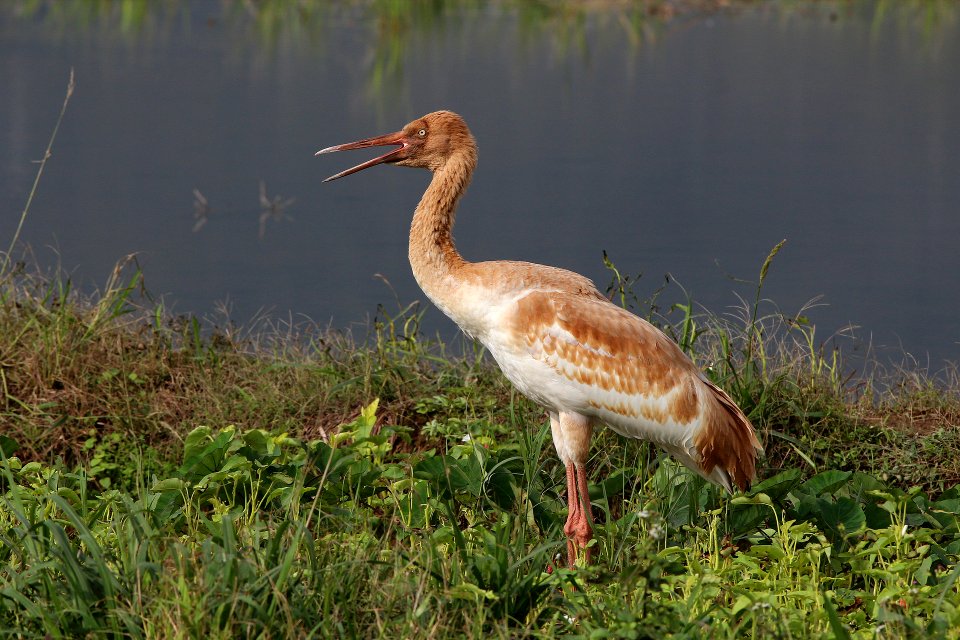 IMG 3767白鶴幼鳥