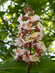 Kew Gardens 28 May 2018  028