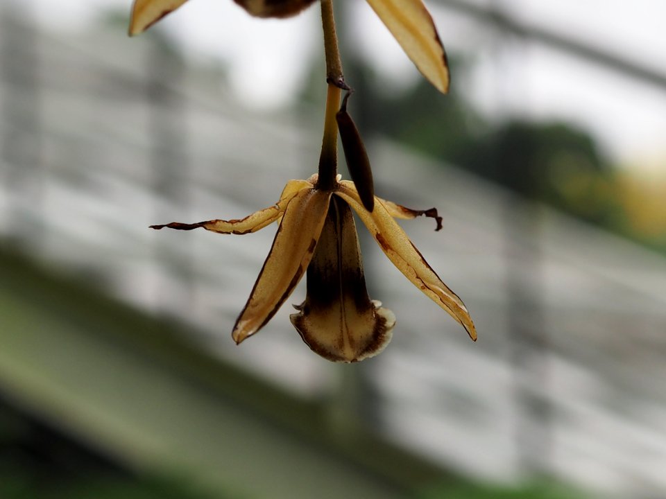Kew Gardens 17 June 2018 113