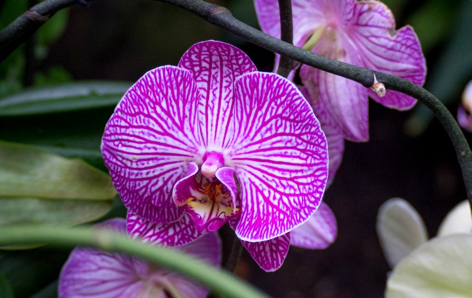 Kew Orchids March 2018 008