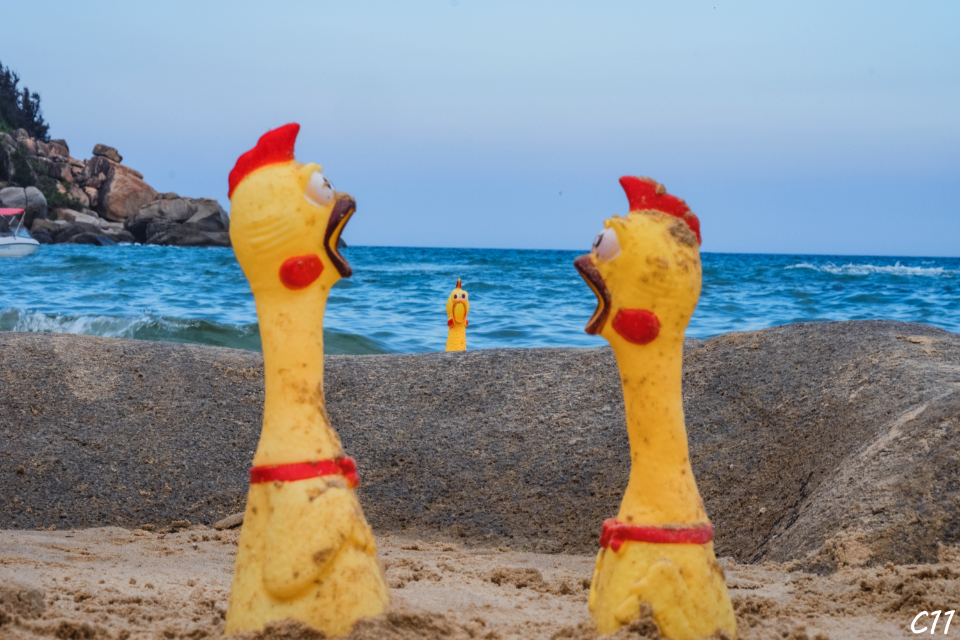 Chicken