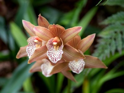 Kew Orchids March 2018 029