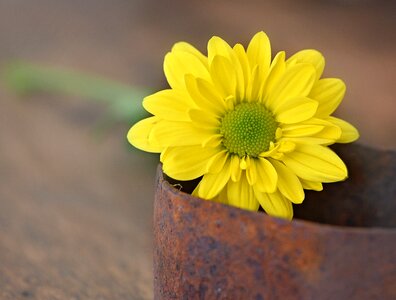 Schnittblume spring flower plant