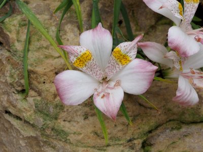 Kew Gardens 17 June 2018 181