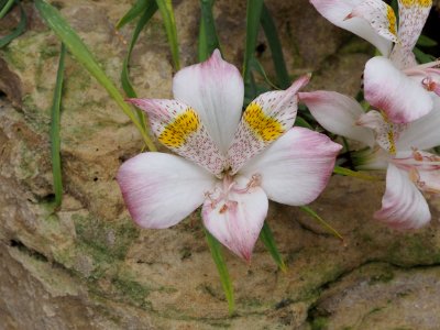 Kew Gardens 17 June 2018 181 photo