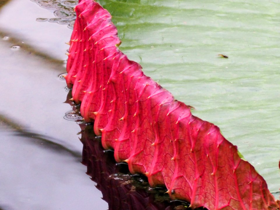 Kew Gardens 17 June 2018 149