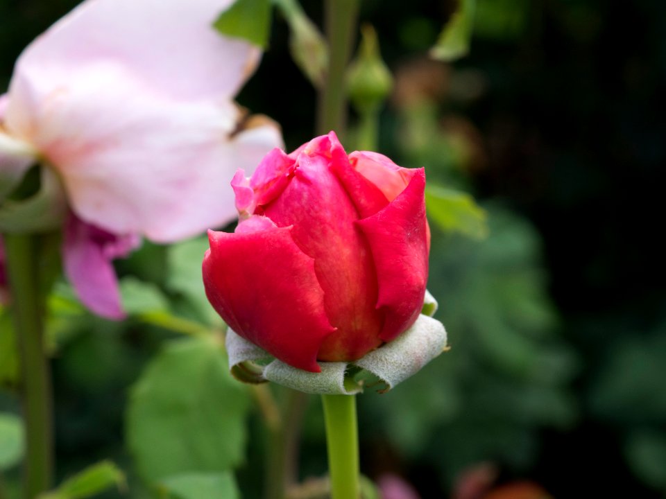 Kew Gardens 14 July 2018 004
