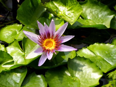 Kew Gardens 7 July 2018 008