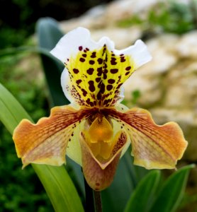 Kew Gardens Orchid Festival, 2018 photo