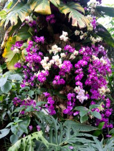 Kew Orchids March 2018 013