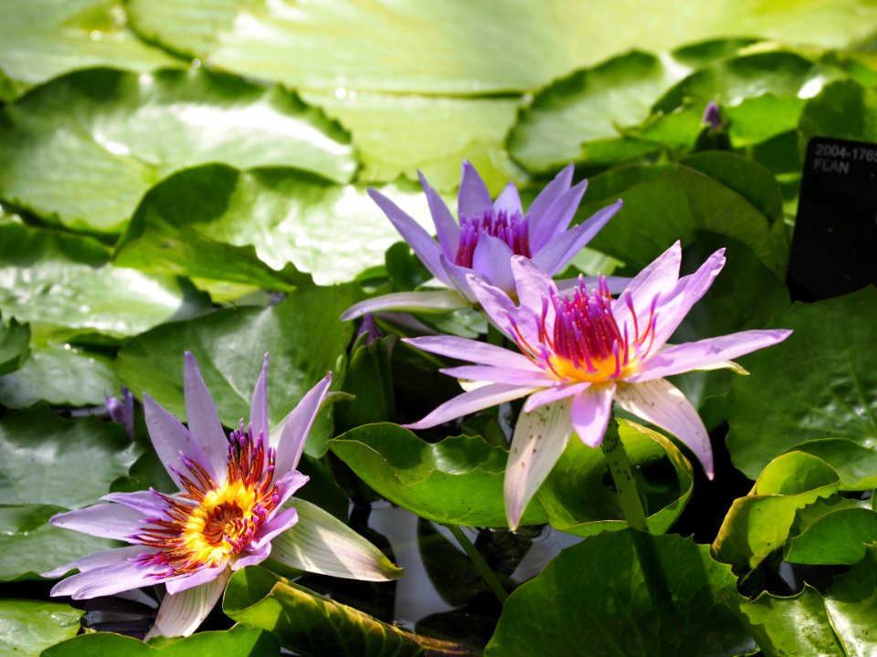 Kew Gardens 7 July 2018 009